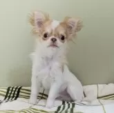 チワワ(ロング)