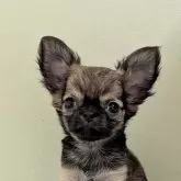 チワワ(ロング)