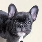 フレンチブルドッグ