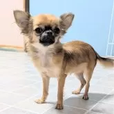 チワワ(ロング)