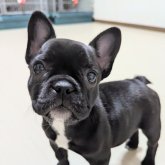 フレンチブルドッグ