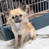 チワワ(ロング)【三重県・男の子・2025年4月19日・セーブル】の写真2