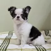 チワワ(ロング)【三重県・男の子・2024年12月3日・ホワイト&ブラッククリーム】の写真4