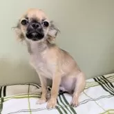 チワワ(ロング)【三重県・男の子・2025年4月19日・セーブル】の写真4