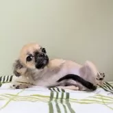 チワワ(ロング)【三重県・男の子・2025年4月19日・セーブル】の写真6