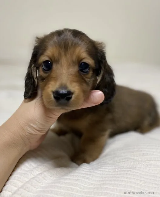 K.I(ヨウパパ) 様のお迎えした子犬