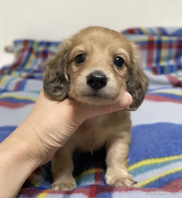 ID：2105-02294の子犬
