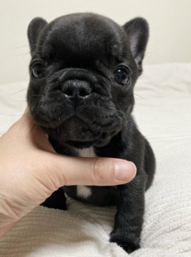 フレンチブルドッグ【三重県・男の子・2021年11月25日・ブリンドル】の写真「ちっちゃめで可愛い男の子です」