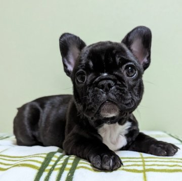 フレンチブルドッグ【三重県・女の子・2023年10月22日・ブリンドル】の写真「困り顔さん♡」