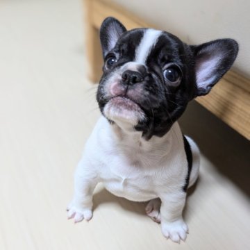 フレンチブルドッグ【三重県・男の子・2024年6月16日・パイド】の写真「マイペース君♡」