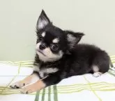 チワワ(ロング)【三重県・男の子・2024年5月5日・ブラックタン&ホワイト】の写真4