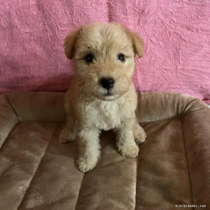 パパちゃん 様のお迎えした子犬