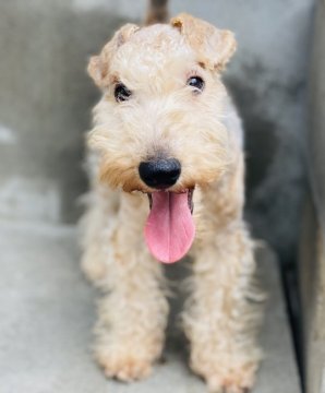 レークランドテリア【三重県・男の子・2021年5月23日・レッド&グリズル】の写真「ハイクオリティ！活発な男の子です。」