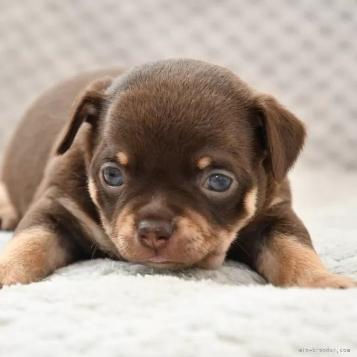 ID：2502-06748の子犬