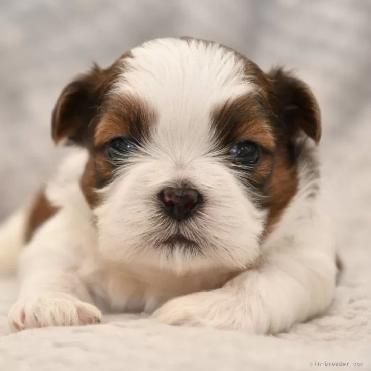 ID:2411-06310の子犬