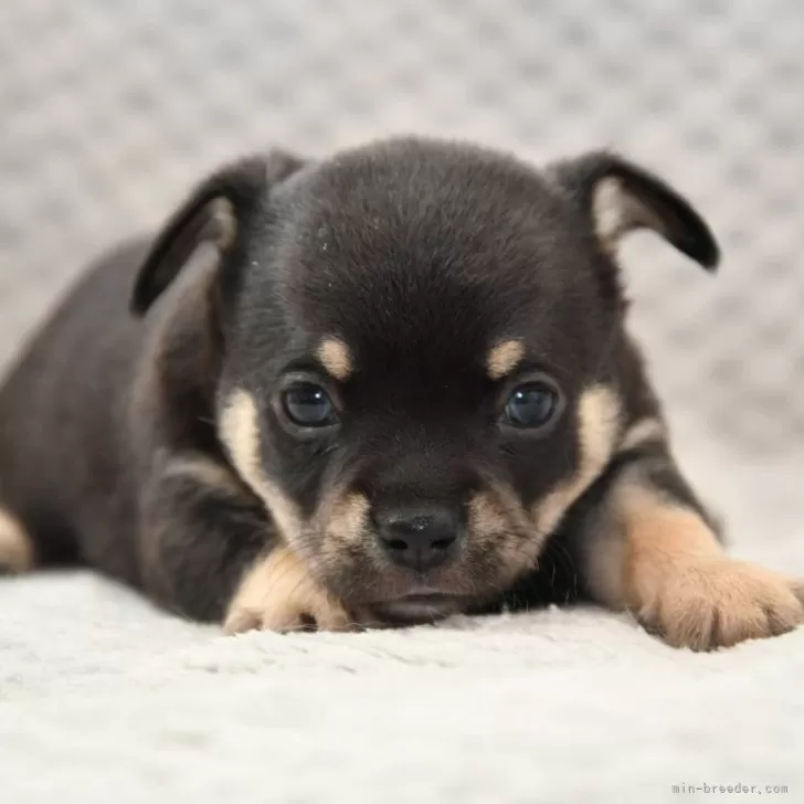 ID:2502-06751の子犬