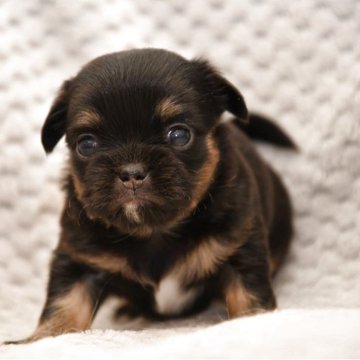 チワワ(ロング)【宮城県・女の子・2025年9月4日・ブラックタン】の写真「小柄な可愛い子です。」