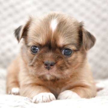 チワワ(ロング)【宮城県・男の子・2025年9月3日・レッド&ホワイト】の写真「のはほんとした性格の男の子」