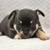 チワワ(スムース)【宮城県・男の子・2025年1月23日・ブラックタン】の写真1