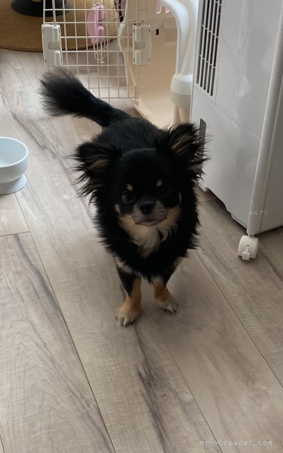 チワワ(ロング)【・男の子・2022年11月10日・ブラックタン】