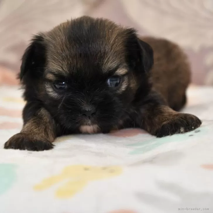ID：2402-06637の子犬