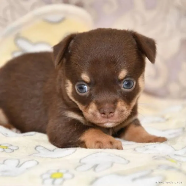 ID:2211-02079の子犬