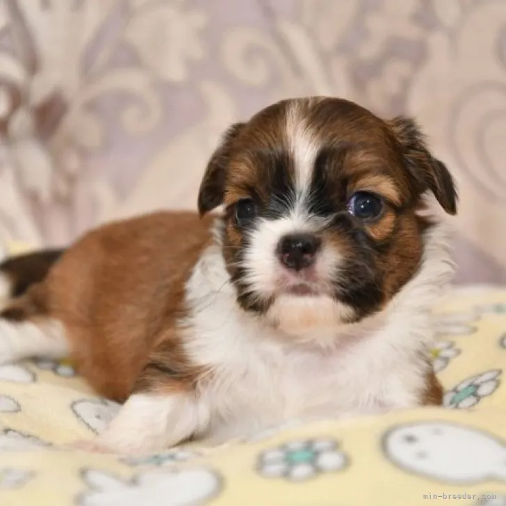 ID:2306-04478の子犬