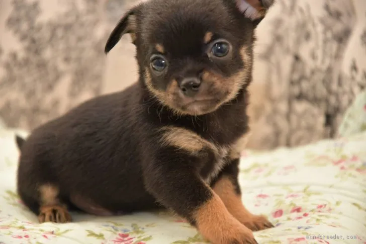 ID:2009-02983の子犬