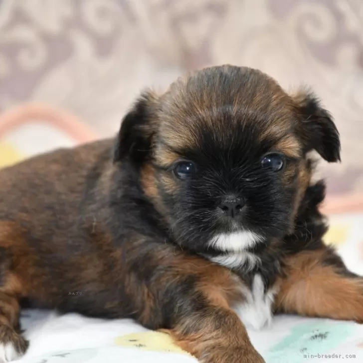 ID:2408-08106の子犬