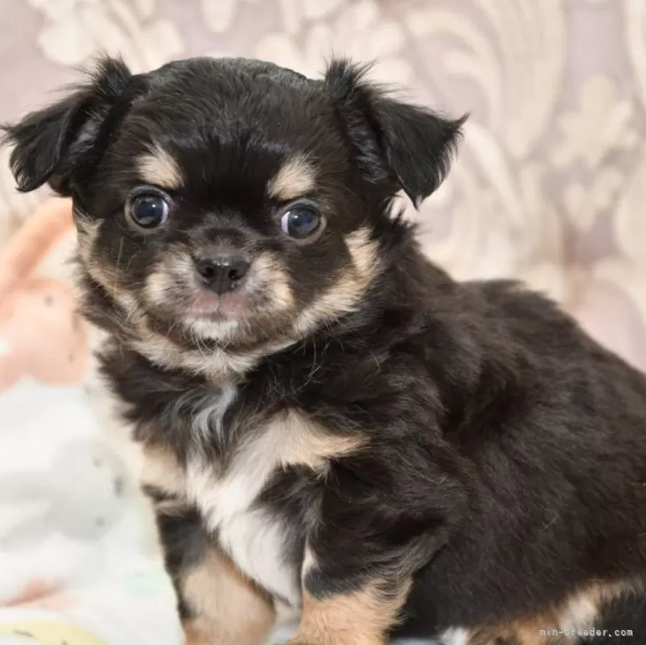 ID：2312-04943の子犬