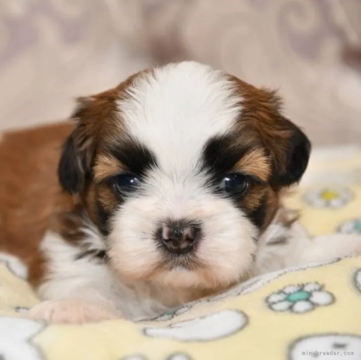 ID：2306-03662の子犬