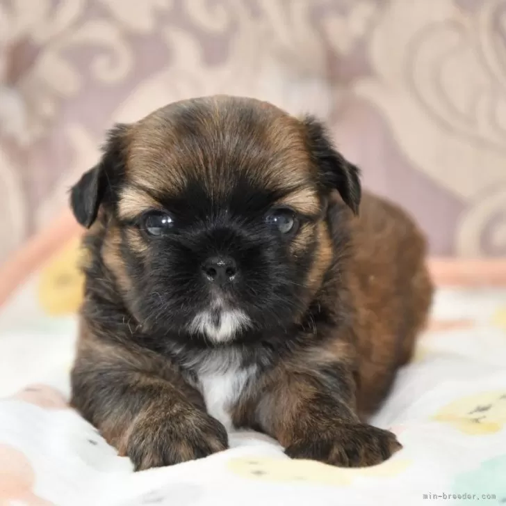 ID:2408-08103の子犬