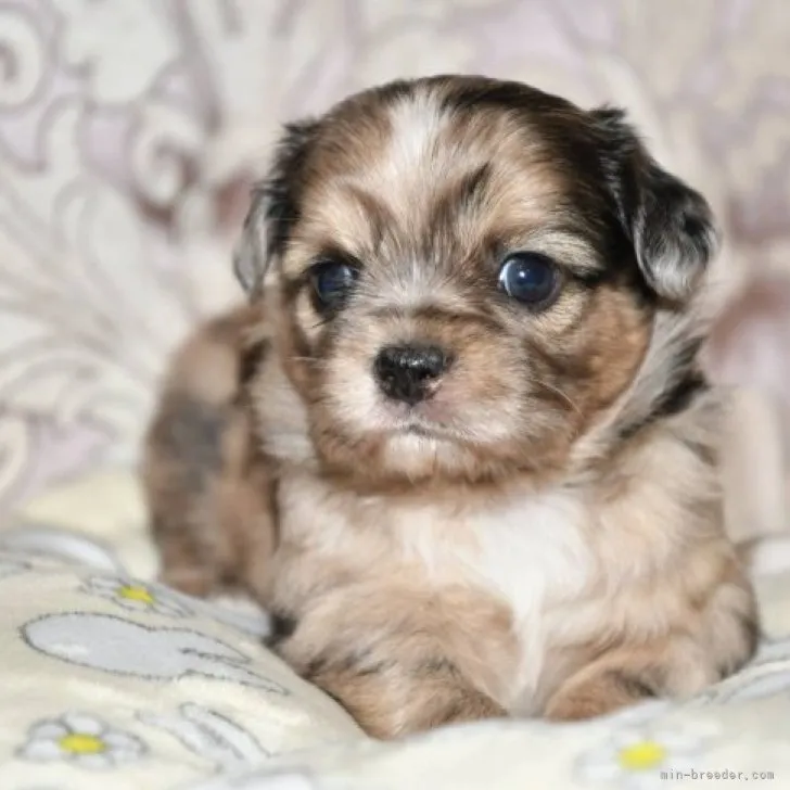 ID:2306-04483の子犬