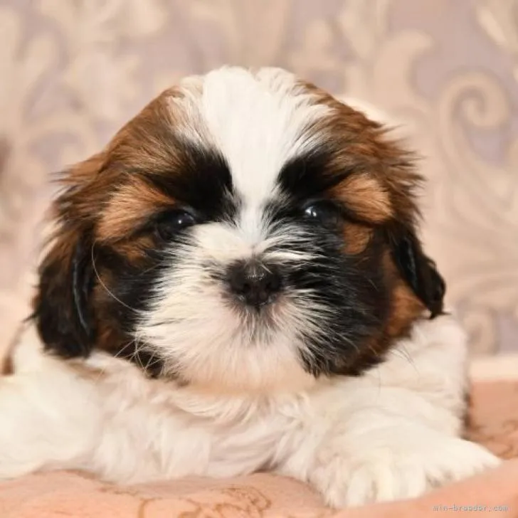 ID：2209-04496の子犬