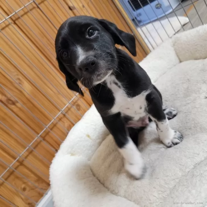 ID:2411-01567の子犬