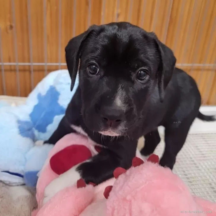 ID:2411-01596の子犬