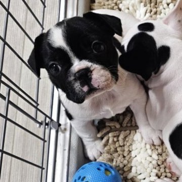 フレンチブルドッグ【群馬県・女の子・2025年9月23日・パイド】の写真「めちゃカワ💓綺麗なパイド✨フレンチブルドック💖」