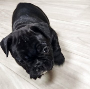 フレンチブルドッグ【群馬県・女の子・2025年9月23日・ブラック&ブリンドル】の写真「美人さん💕ブラックよりのブリンドル✨フレブル💝」