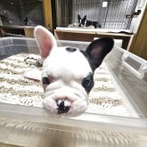 フレンチブルドッグ