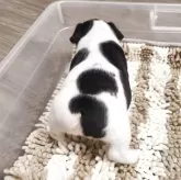 フレンチブルドッグ【群馬県・女の子・2025年9月23日・パイド】の写真6