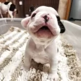 フレンチブルドッグ【群馬県・男の子・2025年9月23日・パイド】の写真6