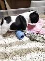 フレンチブルドッグ【群馬県・女の子・2025年9月23日・パイド】の写真8