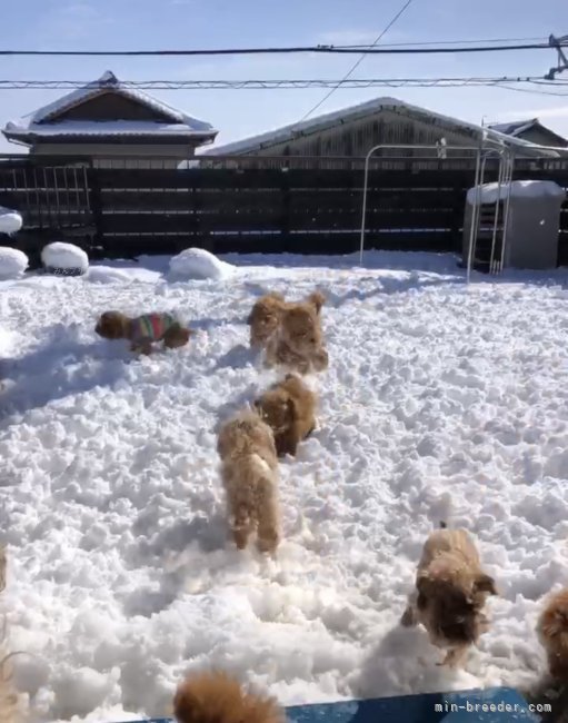 テラスでの雪遊び♡｜鬼頭　昌宏(きとう　まさひろ)ブリーダー(三重県・トイプードル・JKC登録)の紹介写真4