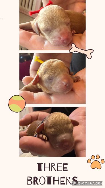 鬼頭昌宏ブリーダーのブログ：本日3匹産まれました🙌