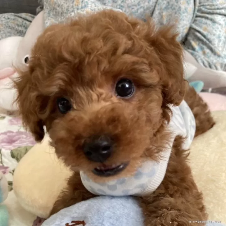 ID：2412-03217の子犬