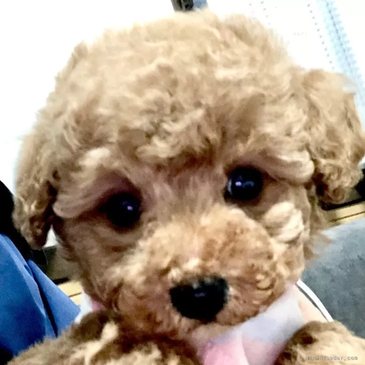 ID:2412-03443の子犬