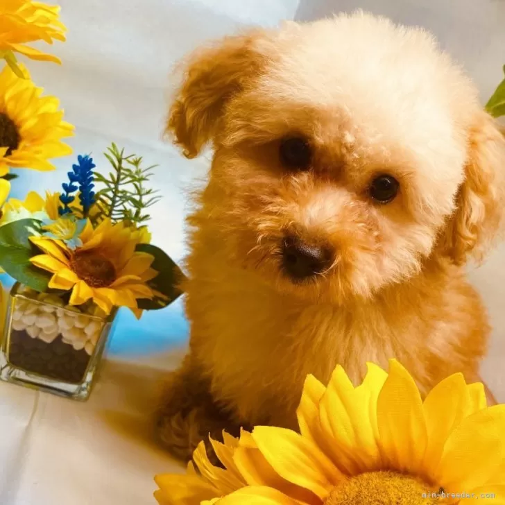 ID:2506-05717の子犬