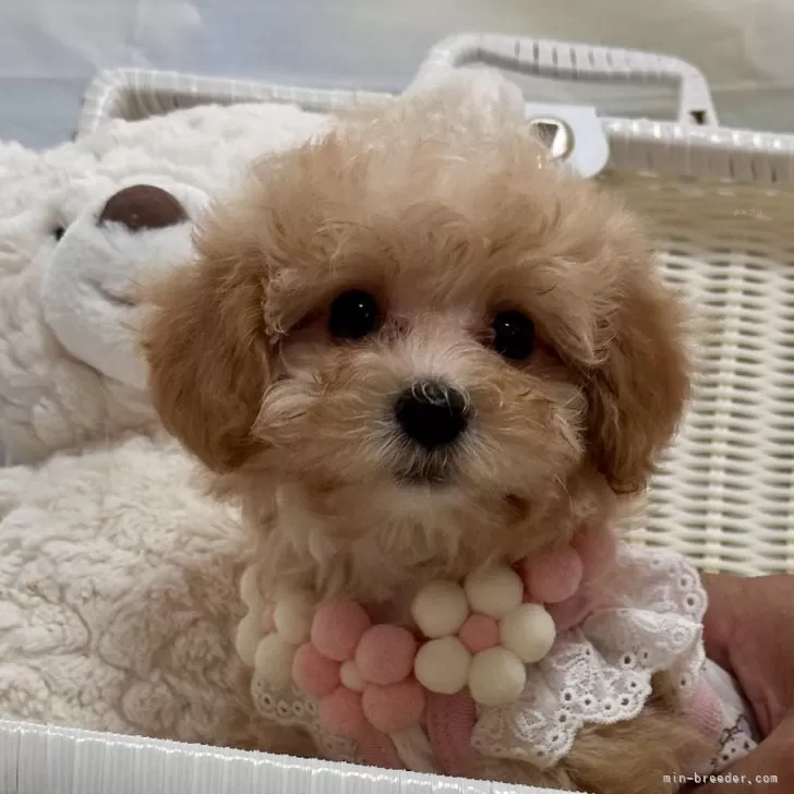 ID:2508-02708の子犬