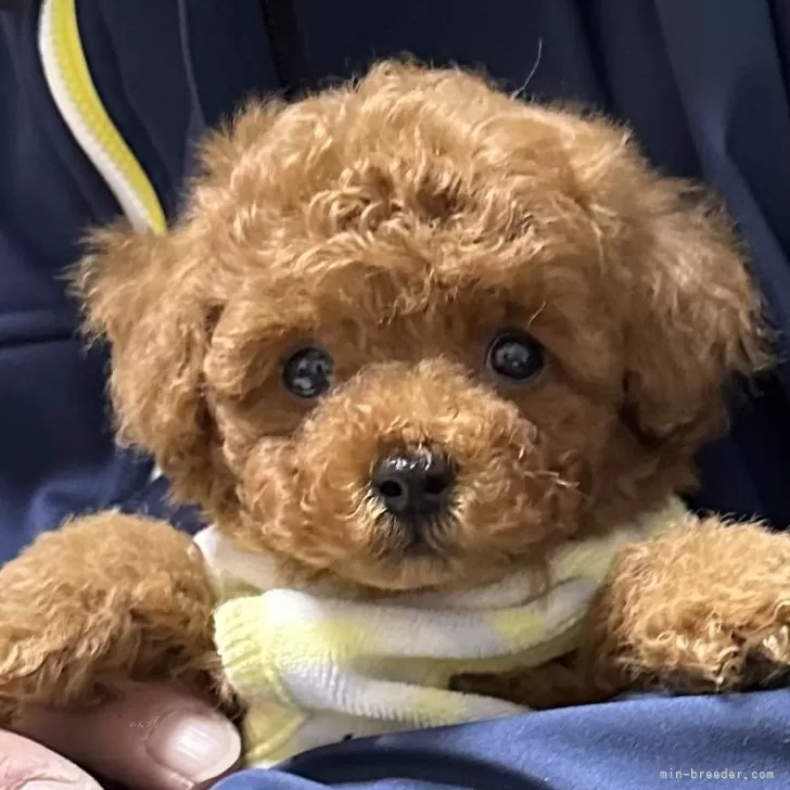ID:2412-03225の子犬