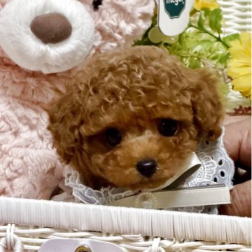 トイプードル(ティーカップ)【三重県・男の子・2025年7月25日・レッドフォーン】の写真「小さくて体も詰まってて、本当に可愛い🩷」
